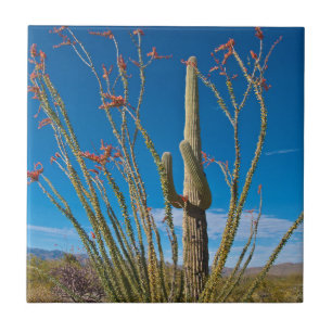 Azulejo De Cerâmica EUA, Arizona. Parque Nacional De Cactus Em Saguaro