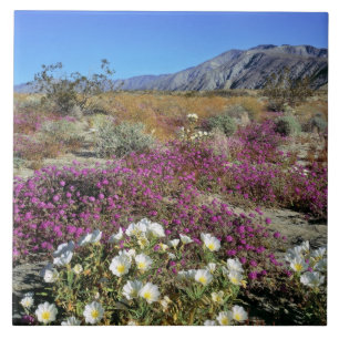 Azulejo De Cerâmica EUA, Califórnia, Anza-Borrego DSP. Duna ao anoitec