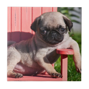 Azulejo De Cerâmica EUA, Califórnia. Cachorrinho Pug Relaxado