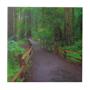 Azulejo De Cerâmica EUA, Califórnia. Caminho entre Redwoods