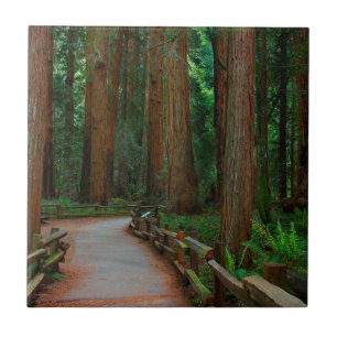 Azulejo De Cerâmica EUA, Califórnia. Caminho Entre Redwoods Em Muir