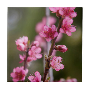 Azulejo De Cerâmica EUA, Califórnia. Flores Cor-de-Rosa Em Uma Árvore