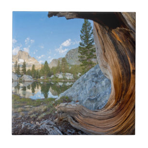 Azulejo De Cerâmica EUA, Califórnia, Floresta Nacional Inyo. Pine Anti