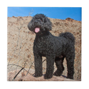 Azulejo De Cerâmica EUA, Califórnia. Labradoodle em Pé