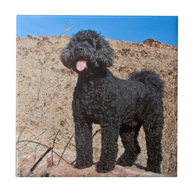 Azulejo De Cerâmica EUA, Califórnia. Labradoodle em Pé (Frente)