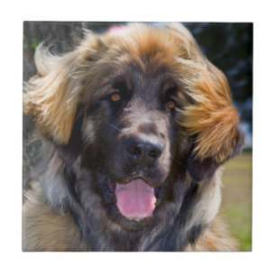 Azulejo De Cerâmica EUA, Califórnia. Retrato de Leonberger Sentado