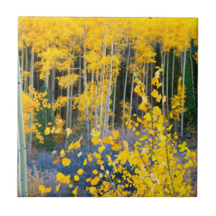 Azulejo De Cerâmica EUA, Colorado. Aspas Amarelas Brilhantes Em Rochos