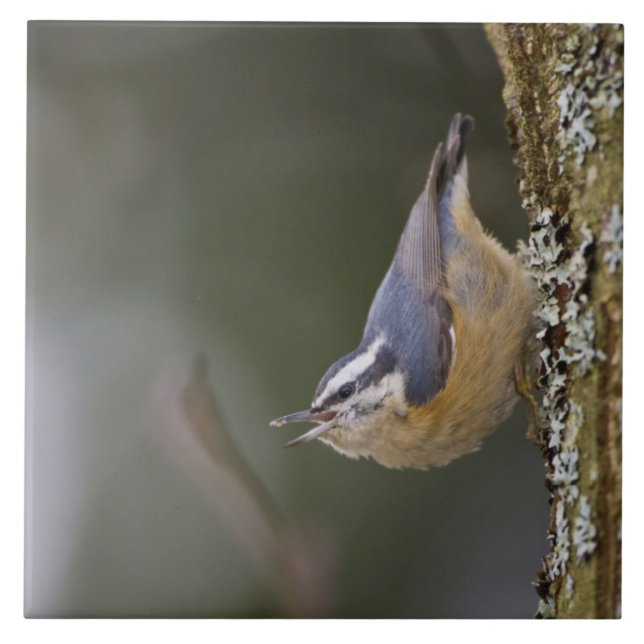 Azulejo De Cerâmica EUA, Estado de Washington, Red-Brested Nuthatch, (Frente)