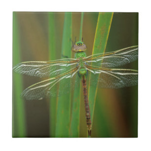 Azulejo De Cerâmica EUA, Geórgia. Dragonfly verde-escuro nas sementes
