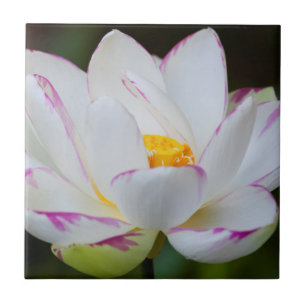 Azulejo De Cerâmica EUA, Geórgia, Savannah, Flor Lootus Blooming