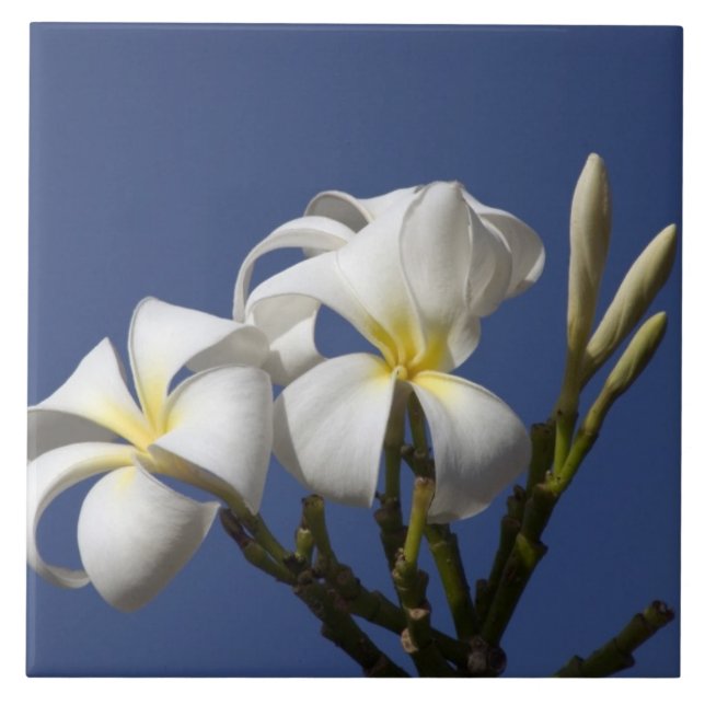 Azulejo De Cerâmica EUA, Havaí, Kauai, plumeria branca. (Frente)