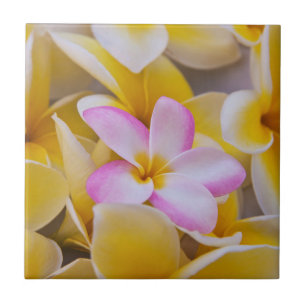 Azulejo De Cerâmica EUA, Havaí, Oahu, Flores de Plumeria em flor 1