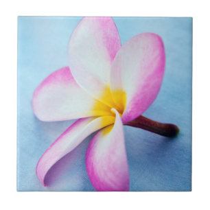 Azulejo De Cerâmica EUA, Havaí, Oahu, Flores de Plumeria em flor 2