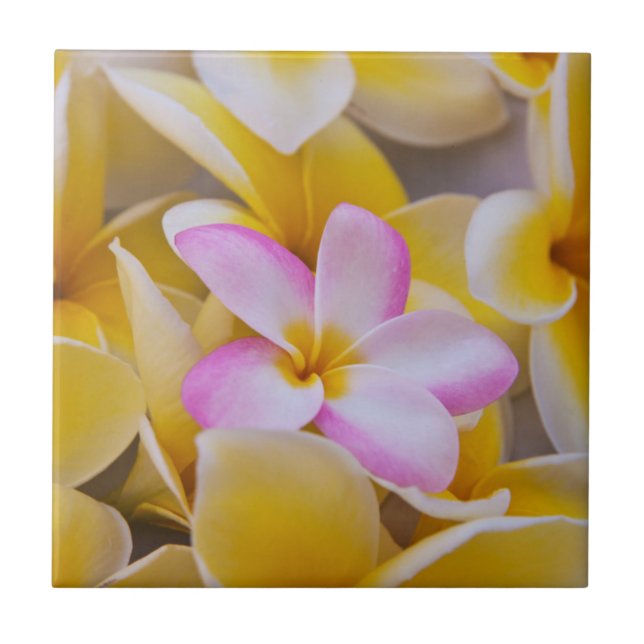 Azulejo De Cerâmica EUA, Havaí, Oahu, Plumeria floresce 1 (Frente)
