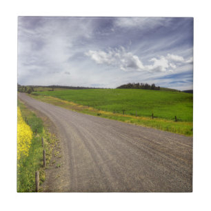 Azulejo De Cerâmica EUA, Idaho, Condado de Idaho, Campo de Canola