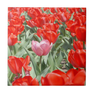 Azulejo De Cerâmica EUA, Kansas, Tulipas Vermelhas Com Uma Tulipa Rosa