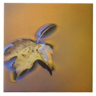 Azulejo De Cerâmica EUA, Michigan, Maple Folha flutuando na água