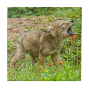 Azulejo De Cerâmica EUA, Minnesota, arenito, animais selvagens 17 de