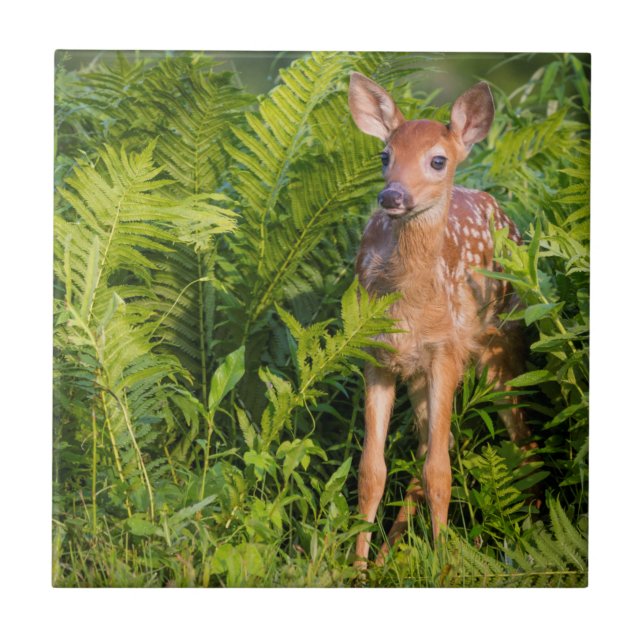 Azulejo De Cerâmica EUA, Minnesota, Sandstone, Minnesota Wildlife 10 (Frente)