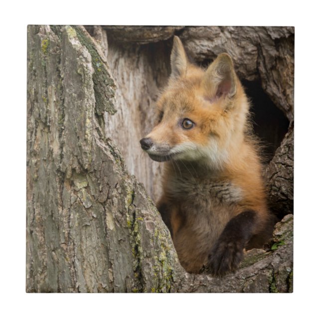 Azulejo De Cerâmica EUA, Minnesota, Sandstone, Minnesota Wildlife 14 (Frente)