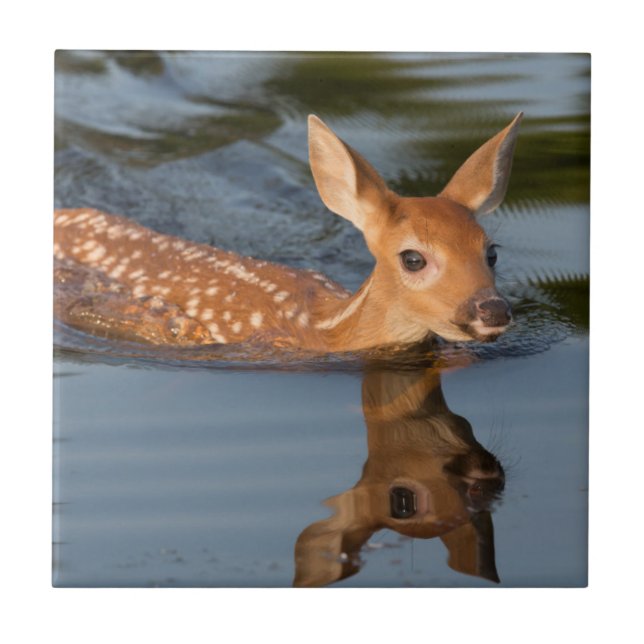 Azulejo De Cerâmica EUA, Minnesota, Sandstone, Minnesota Wildlife 19 (Frente)