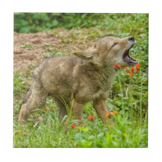 Azulejo De Cerâmica EUA, Minnesota, Sandstone, Minnesota Willife (Frente)