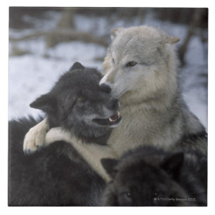 Azulejo De Cerâmica EUA, Montana, lobos que jogam na neve