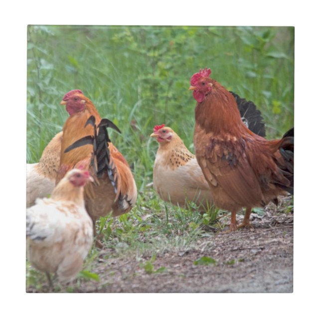 Azulejo De Cerâmica EUA, Nebraska. Galinhas (Frente)