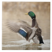 EUA, Oregon, Baskett Slough National Willife