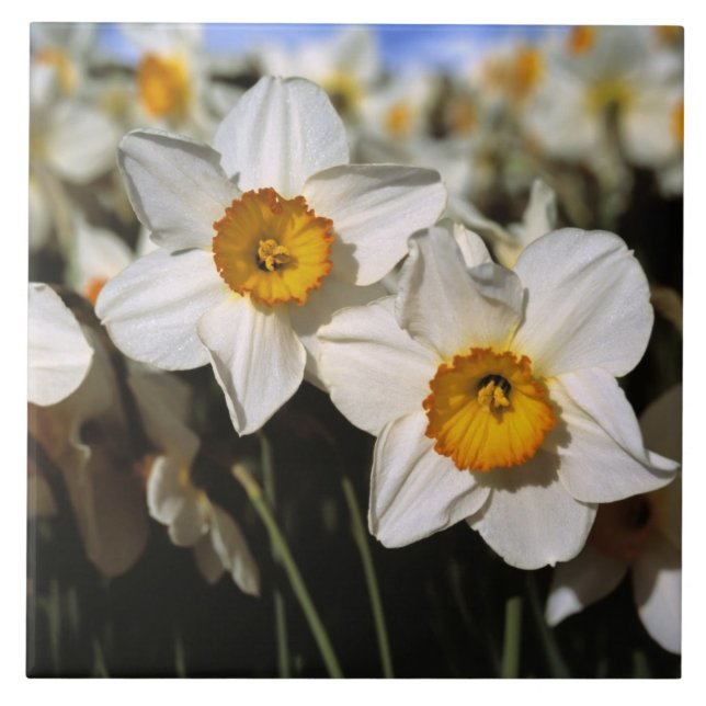 Azulejo De Cerâmica EUA, Oregon, Vale Willamette. Narcisos (Frente)