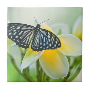 Azulejo De Cerâmica EUA, Pensilvânia. Borboleta Rabo de Andorinha