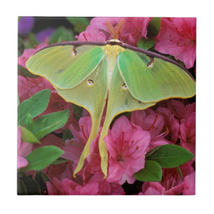 Azulejo De Cerâmica EUA, Pensilvânia. Mariposa-luna em clematite rosa