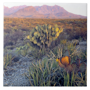 Azulejo De Cerâmica EUA, Texas, Big Bend NP. Um cretino cor-de-rosa