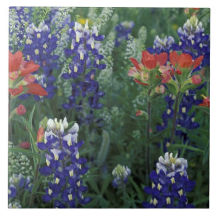 Azulejo De Cerâmica EUA, Texas Hill Country. Bluebonnets e