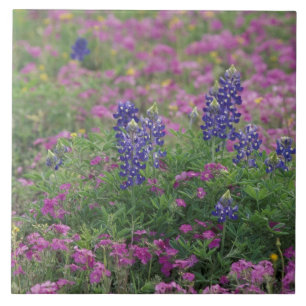 Azulejo De Cerâmica EUA, Texas Hill Country. Bluebonnets entre phlox