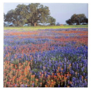 Azulejo De Cerâmica EUA, Texas, Llano. Bluebonnets e redbonnets