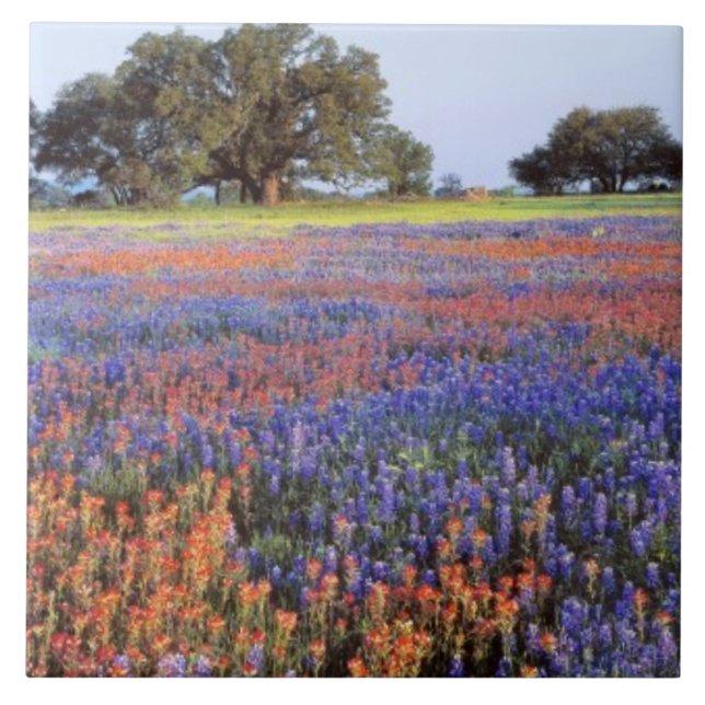 Azulejo De Cerâmica EUA, Texas, Llano. Bluebonnets e redbonnets (Frente)