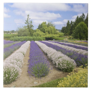 Azulejo De Cerâmica EUA, WA, Sequim, Purple Haze Lavender Farm