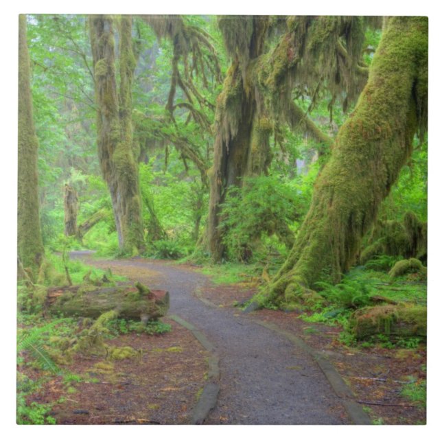 Azulejo De Cerâmica EUA, Washington, Parque Nacional Olimpiadas, Hoh R (Frente)
