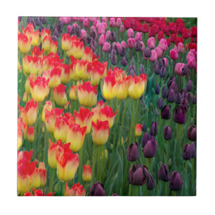 Azulejo De Cerâmica EUA, Washington. Tulipas em Flor 2