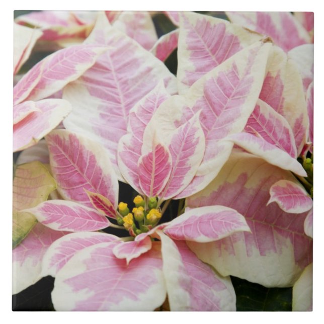 Azulejo De Cerâmica EUA, Washington, Woodinville, Molbak's Nursery, (Frente)