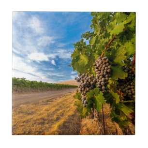 Azulejo De Cerâmica EUA, Washington, Yakima Valley. Uvas Merlot