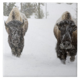 Azulejo De Cerâmica EUA, WY, Parque Nacional Yellowstone, Bisonte Amer