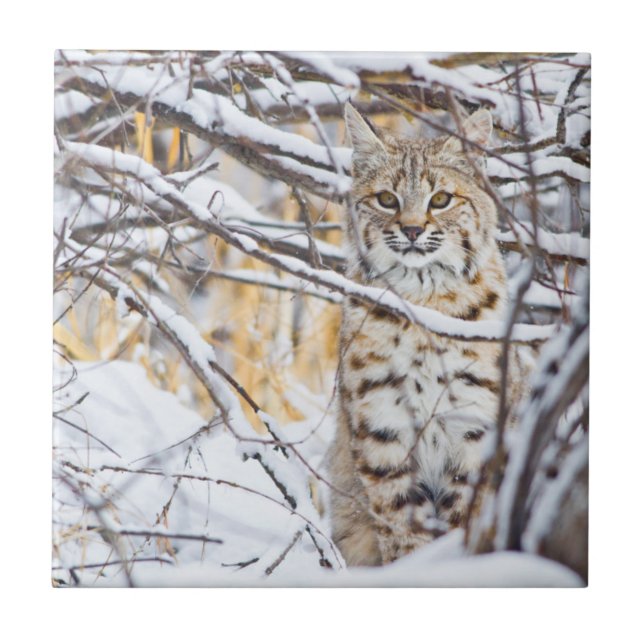 Azulejo De Cerâmica EUA, Wyoming, Bobcat (Frente)
