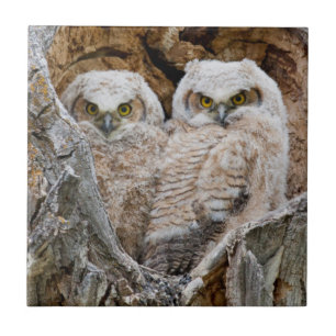 Azulejo De Cerâmica EUA, Wyoming, Grand Teton National Park