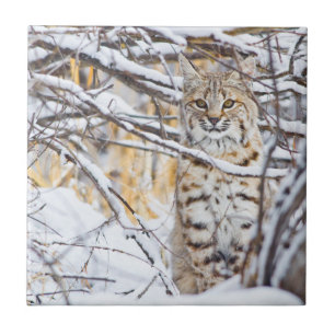 Azulejo De Cerâmica EUA, Wyoming, Lince-vermelho
