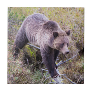 Azulejo De Cerâmica EUA, Wyoming, Parque Nacional de Yellowstone, Griz