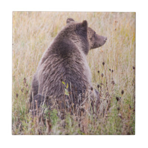 Azulejo De Cerâmica EUA, Wyoming, Parque Nacional de Yellowstone, Griz
