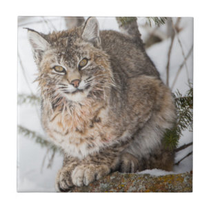 Azulejo De Cerâmica EUA, Wyoming, Parque Nacional de Yellowstone, Linc