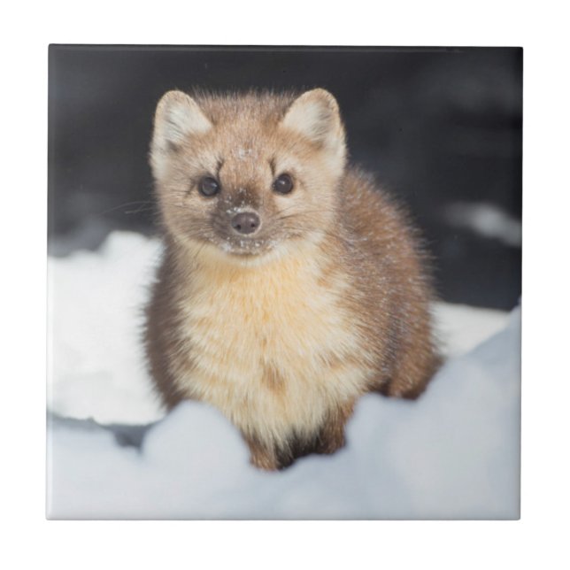 Azulejo De Cerâmica EUA, Wyoming, Parque Nacional Yellowstone (Frente)